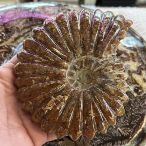 Ammonite